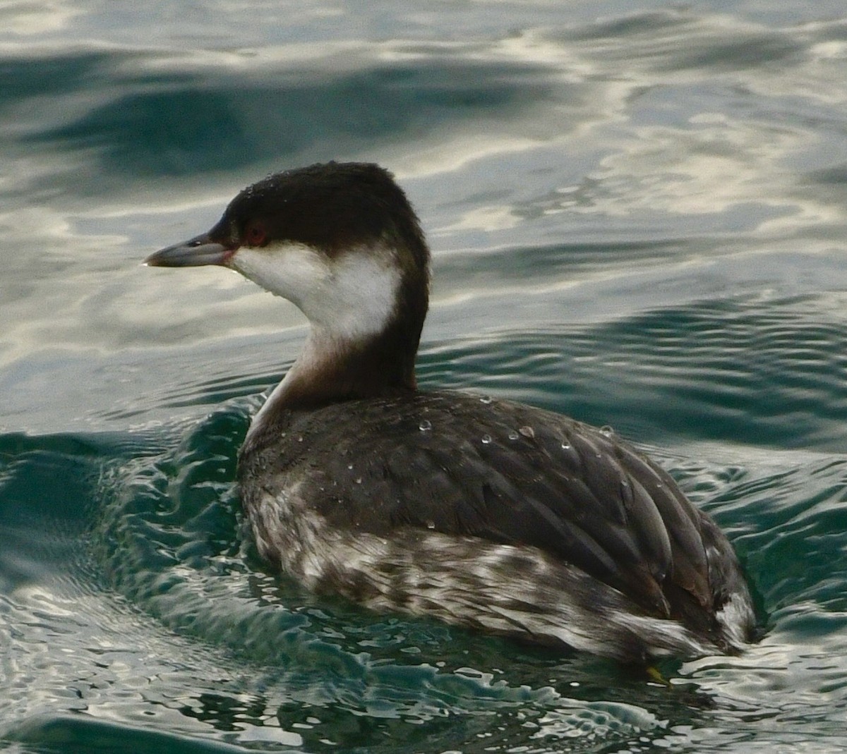 ミミカイツブリ - ML647410302