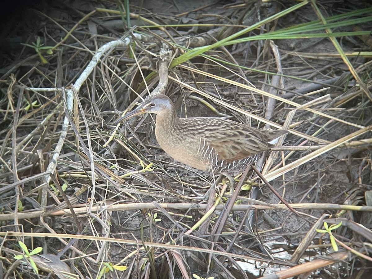 オウサマクイナ - ML647410303