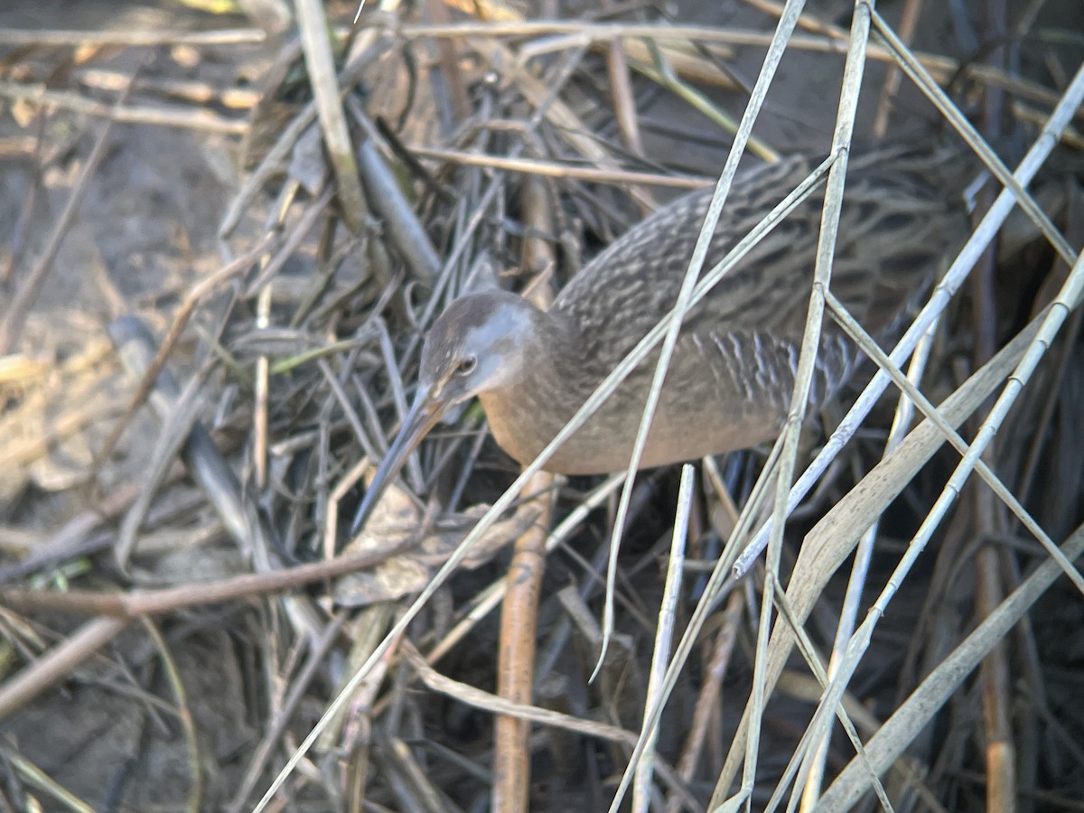 オウサマクイナ - ML647410304