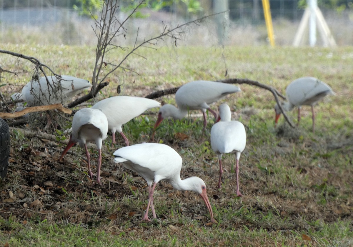 シロトキ - ML647410306