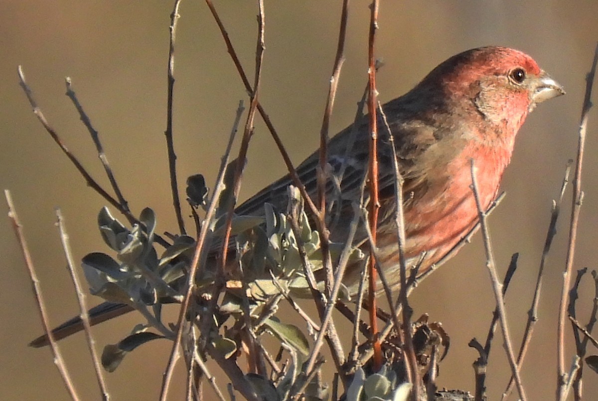 メキシコマシコ - ML647410307