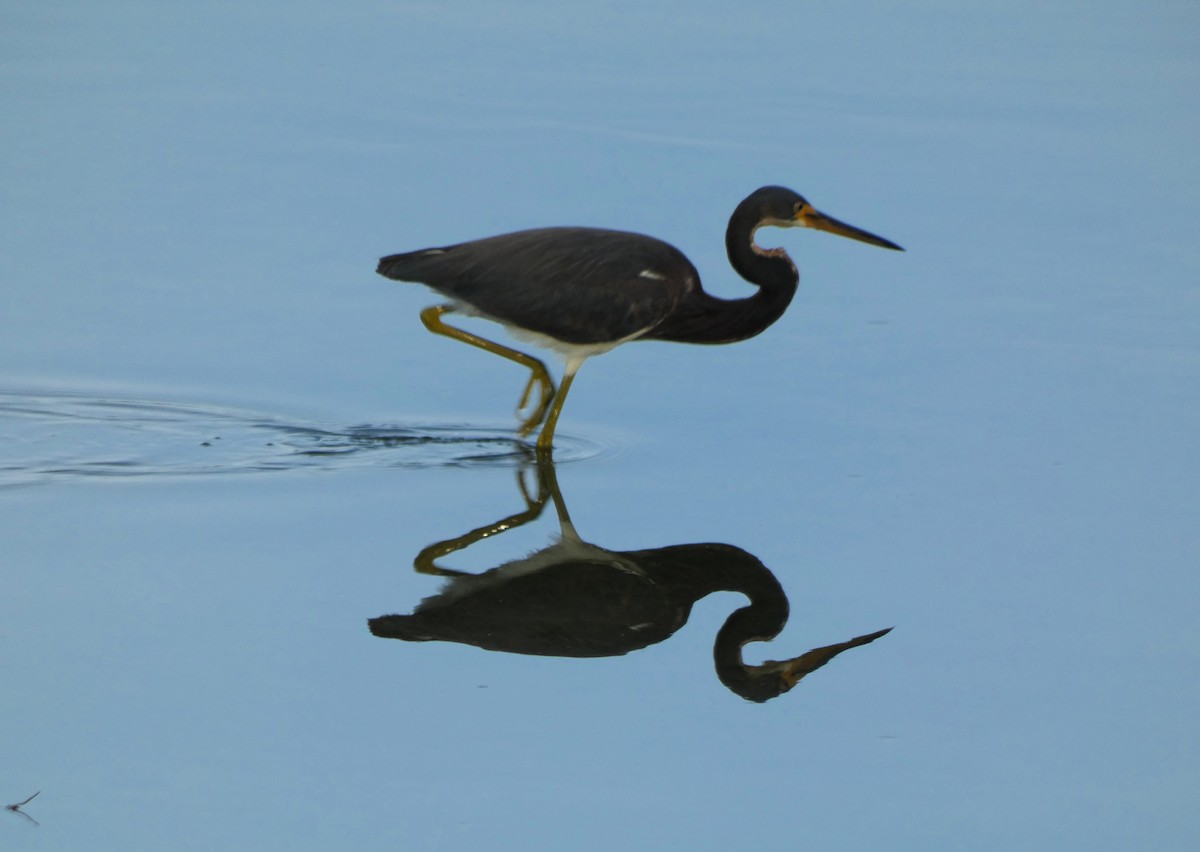 Aigrette tricolore - ML647410316