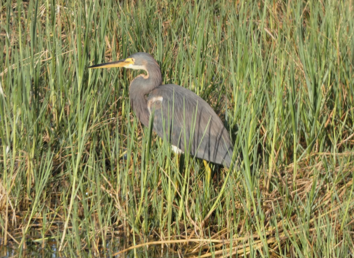 Aigrette tricolore - ML647410317