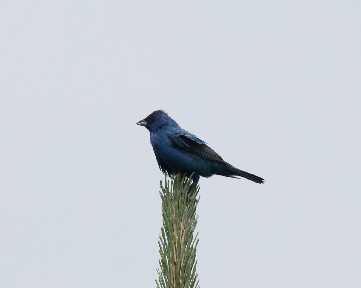 Indigo Bunting - ML647410323