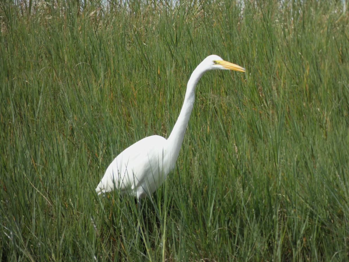 Grande Aigrette - ML647410326