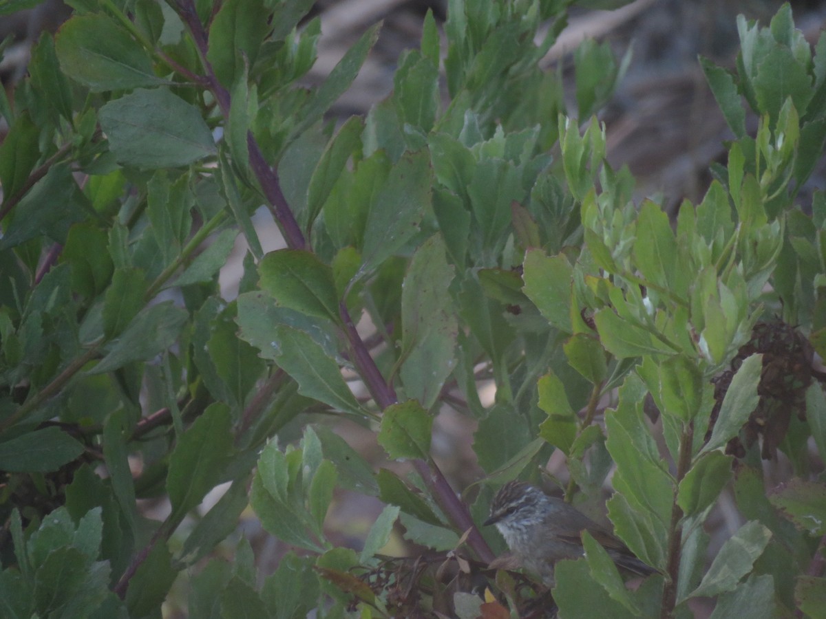 Plain-mantled Tit-Spinetail - ML647410328