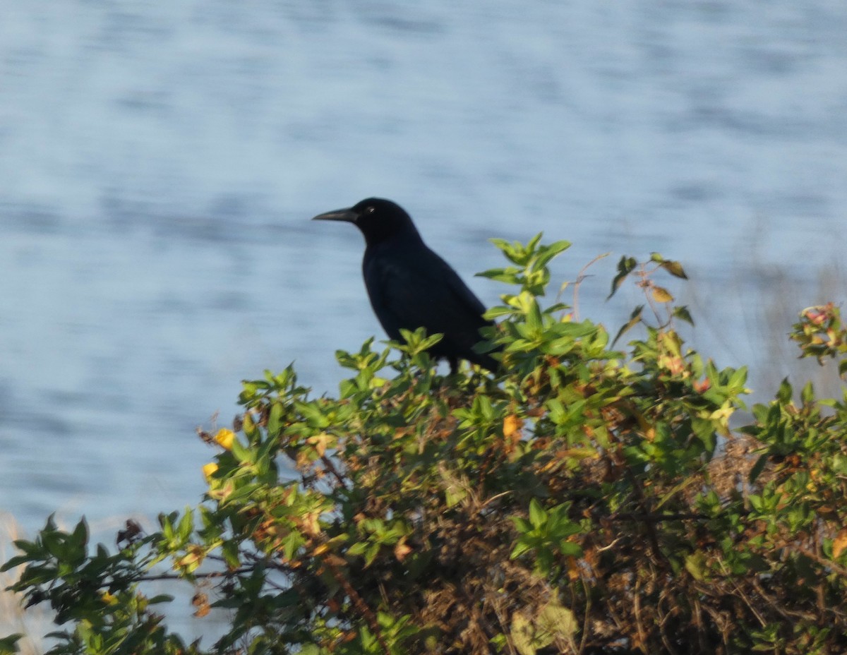 Quiscale des marais - ML647410329