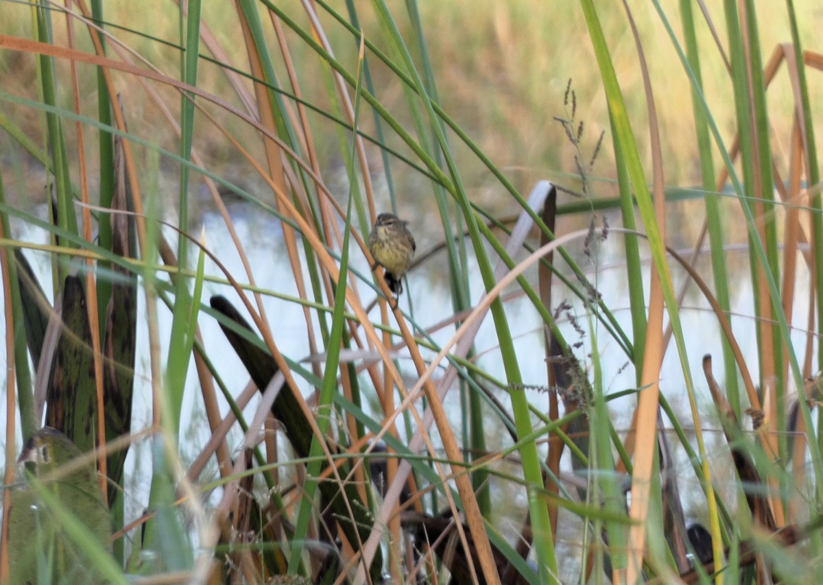 Paruline à couronne rousse - ML647410333