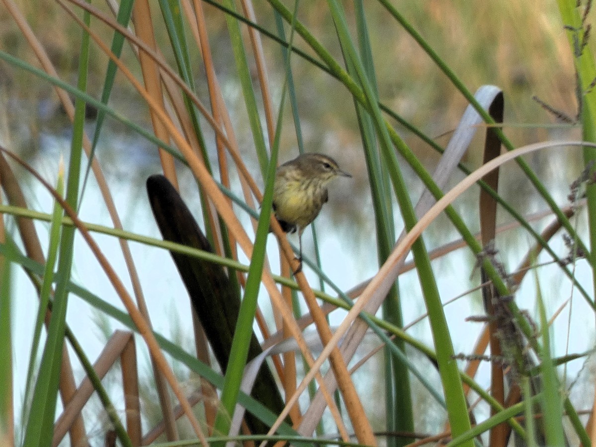 Paruline à couronne rousse - ML647410334