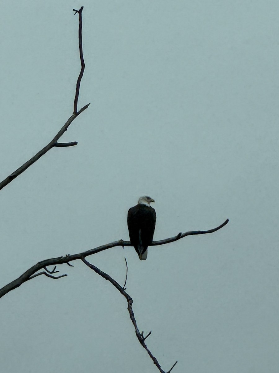 Weißkopf-Seeadler - ML647410335