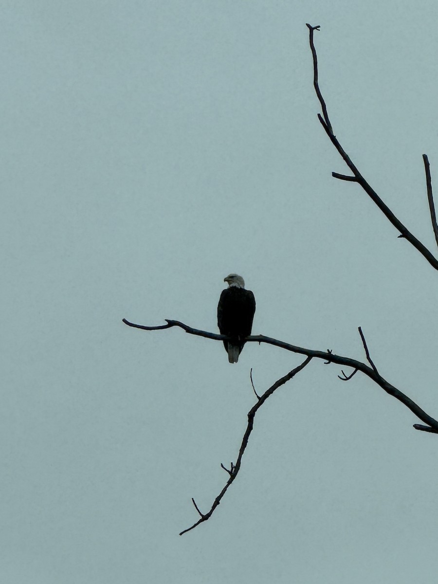 Weißkopf-Seeadler - ML647410336