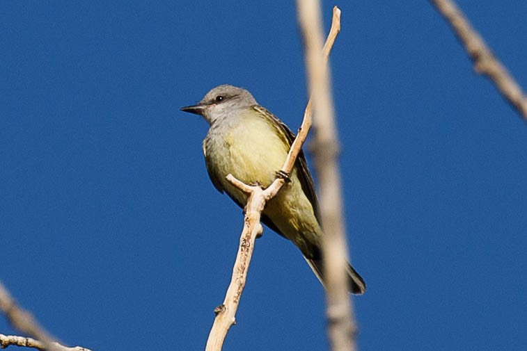 Западный тиранн - ML647410338