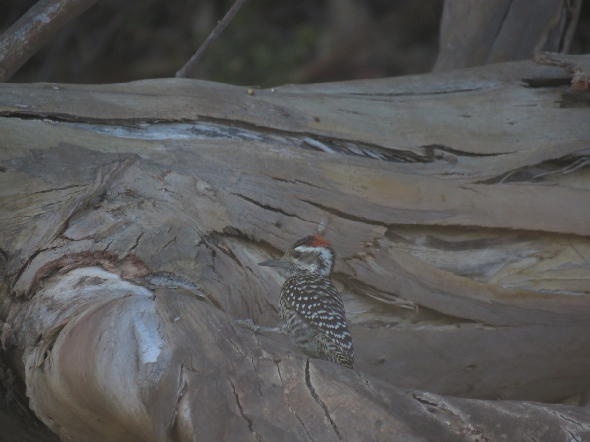 datel páskovaný - ML647410339