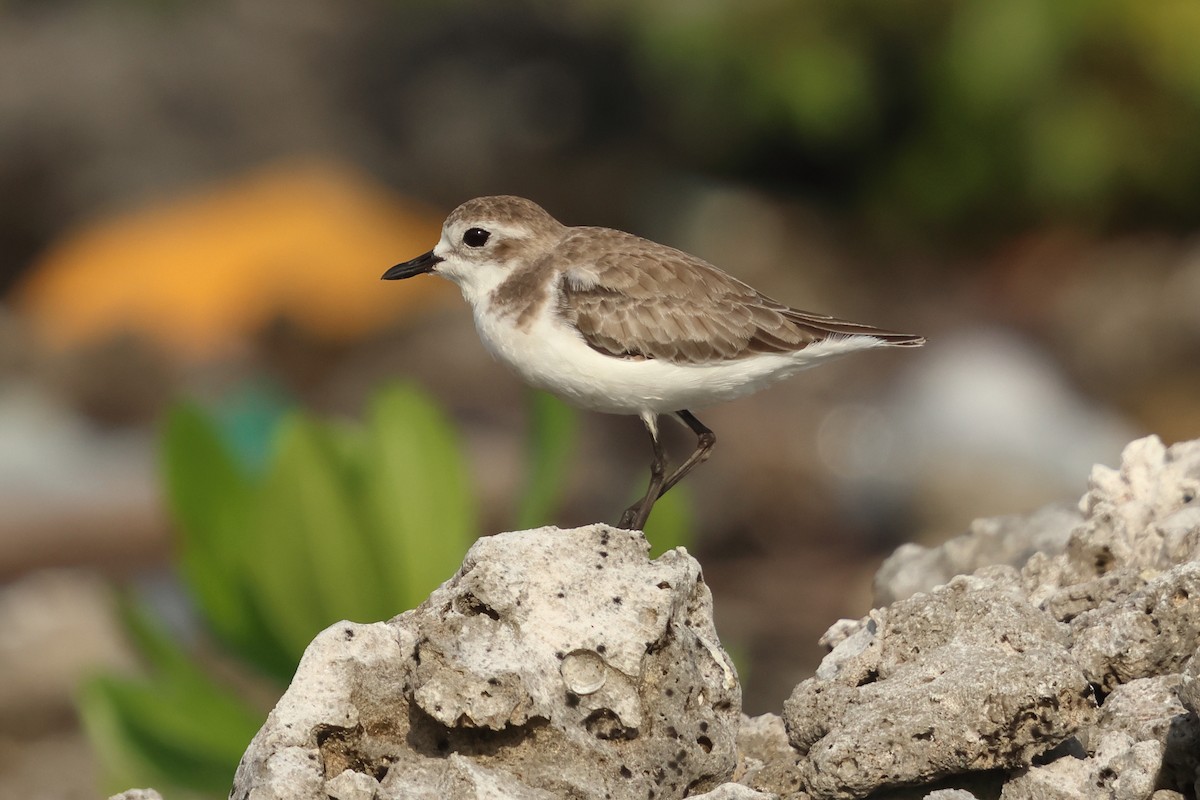 Tibet Cılıbıtı - ML647410348