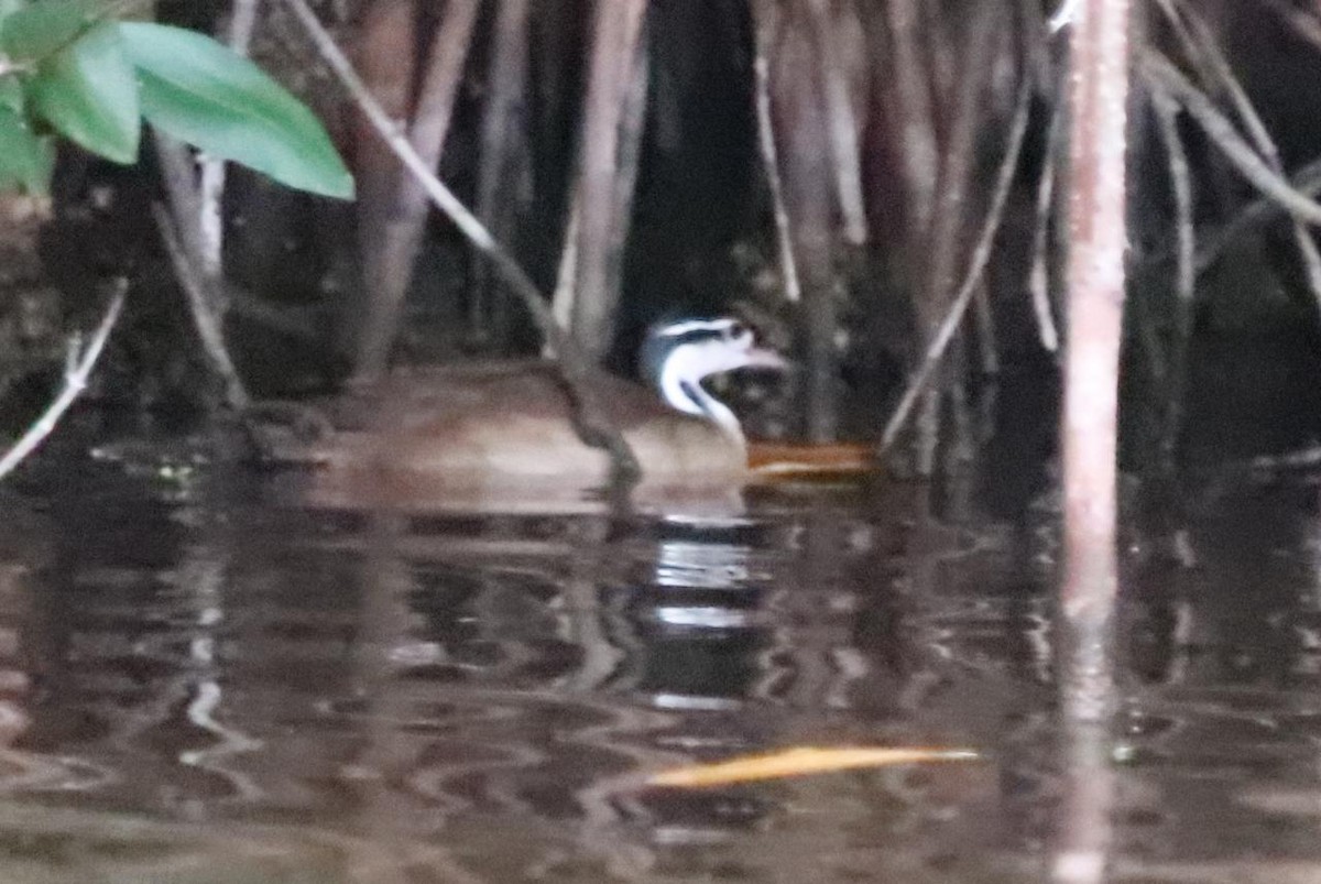 Sungrebe - ML647410357