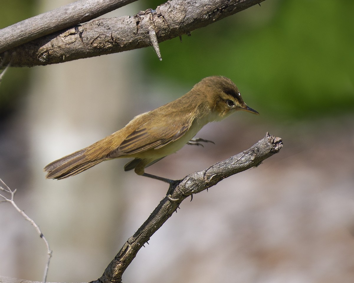 Пестроголовая камышевка - ML647410375