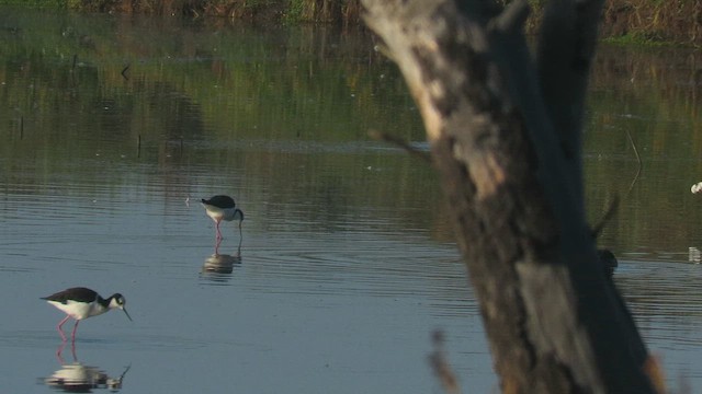 pisila černokrká - ML647410377