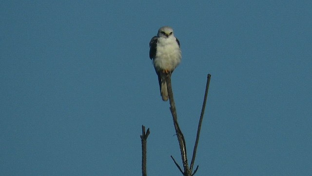 luněc americký - ML647410379