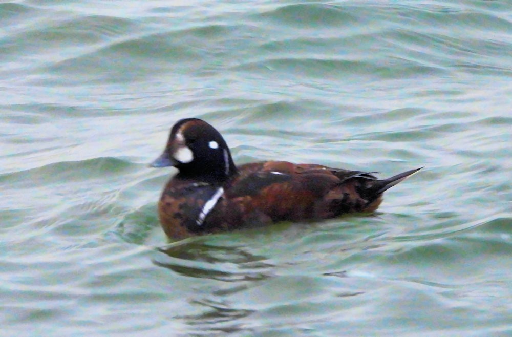 Harlequin Duck - ML647410382