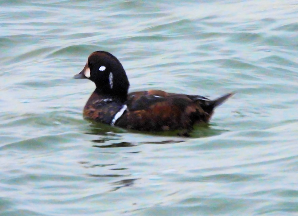Harlequin Duck - ML647410383