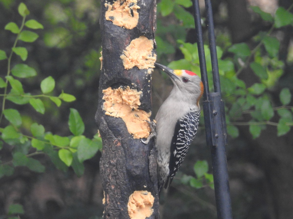 Golden-fronted Woodpecker - ML647410385