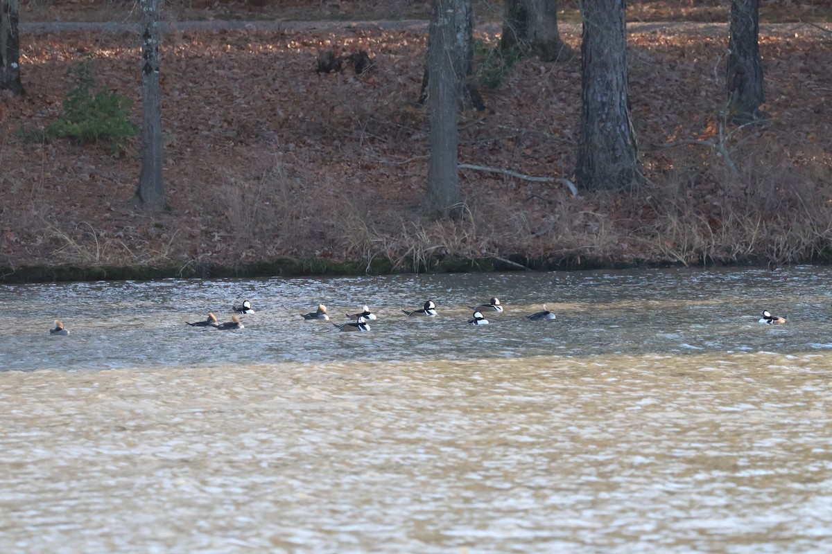 Капюшоновый крохаль - ML647410390