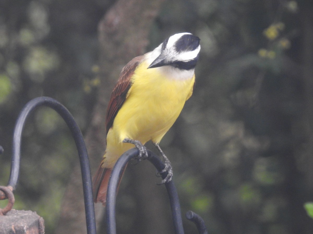 Great Kiskadee - ML647410391