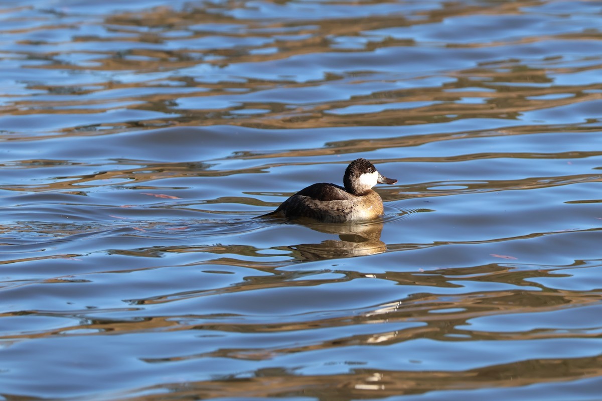 Американская савка - ML647410394