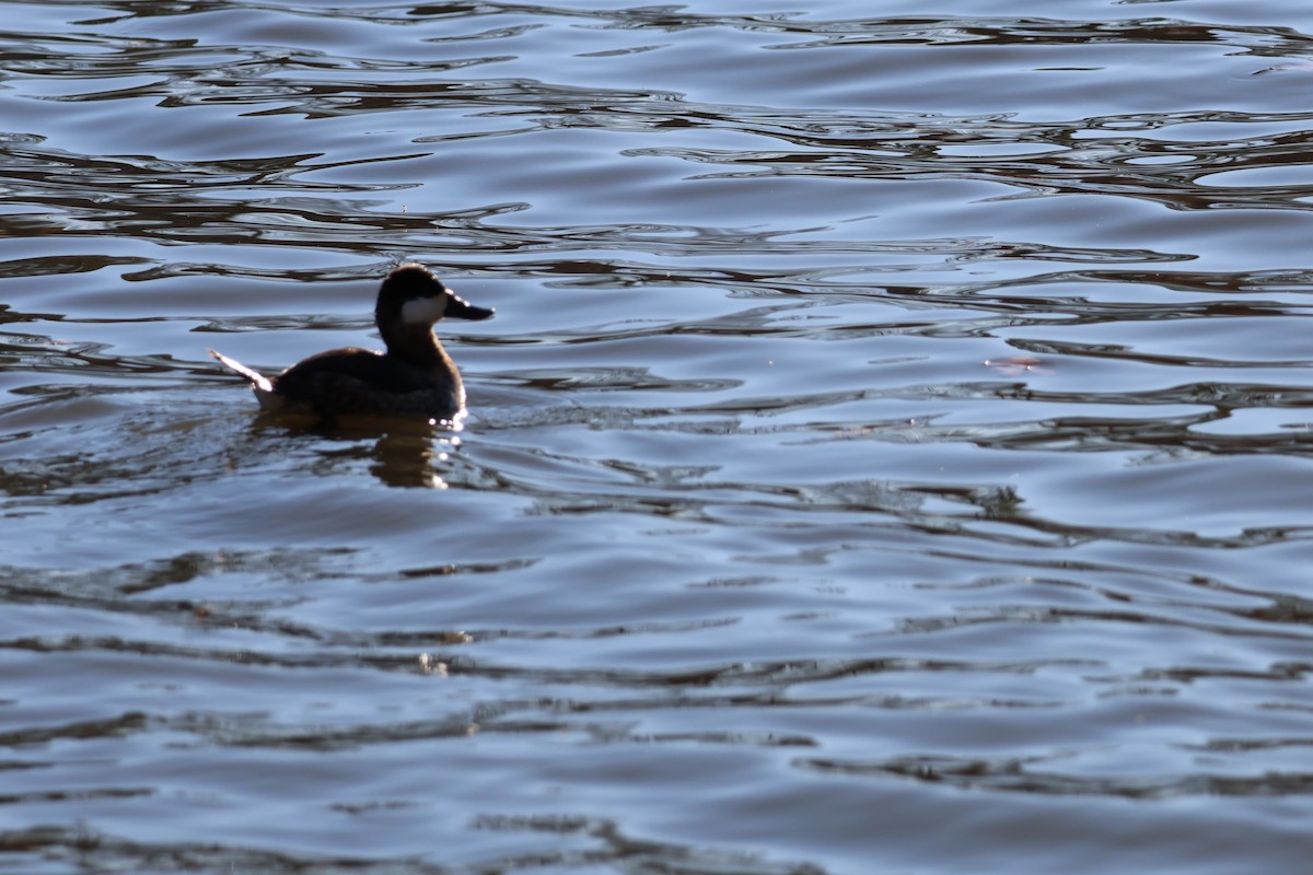 Американская савка - ML647410395