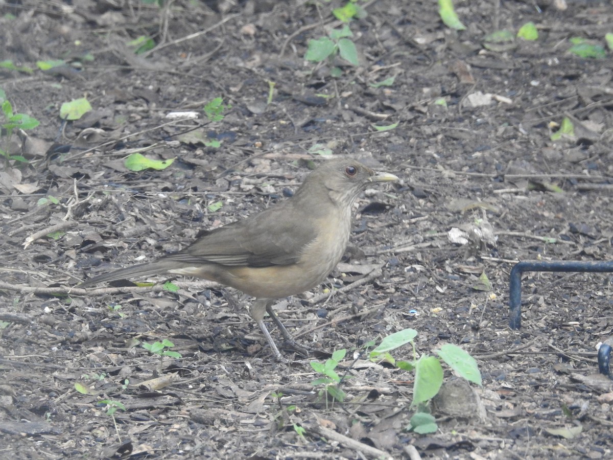Clay-colored Thrush - ML647410398