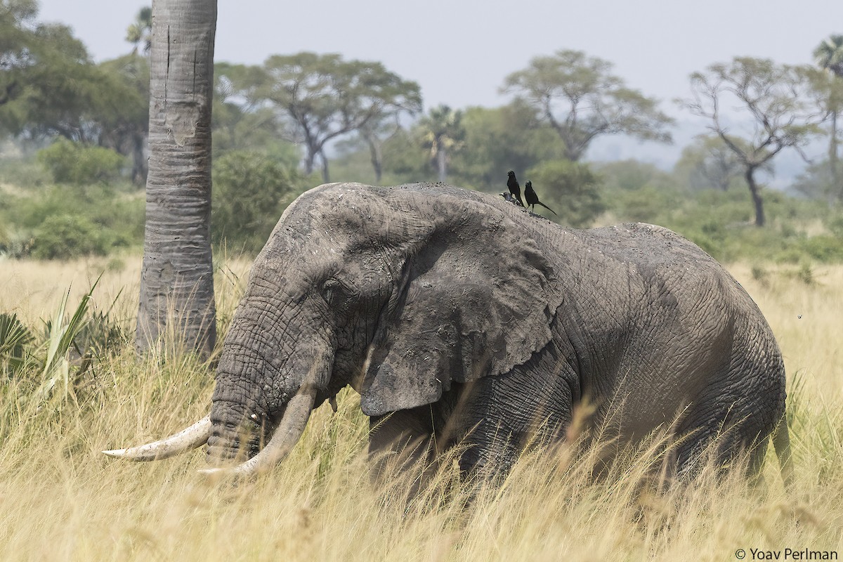 Африканская сорока - ML647410400