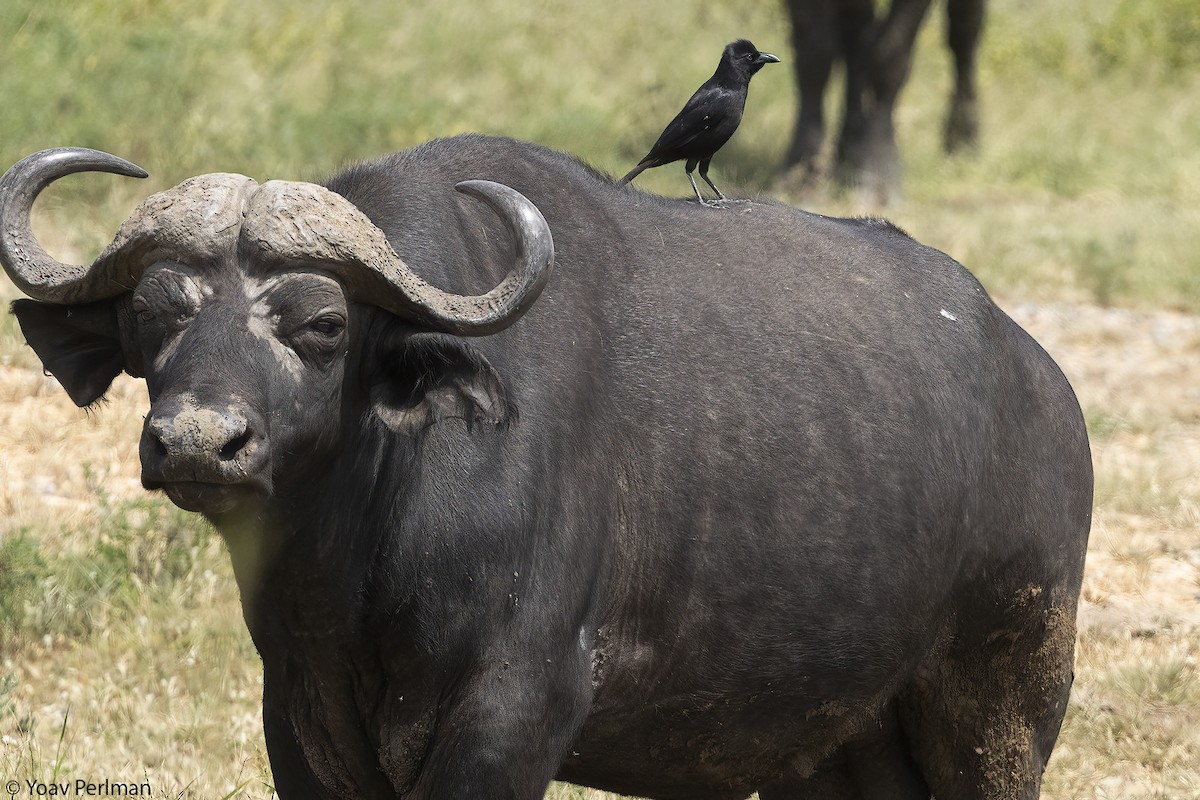 Африканская сорока - ML647410401