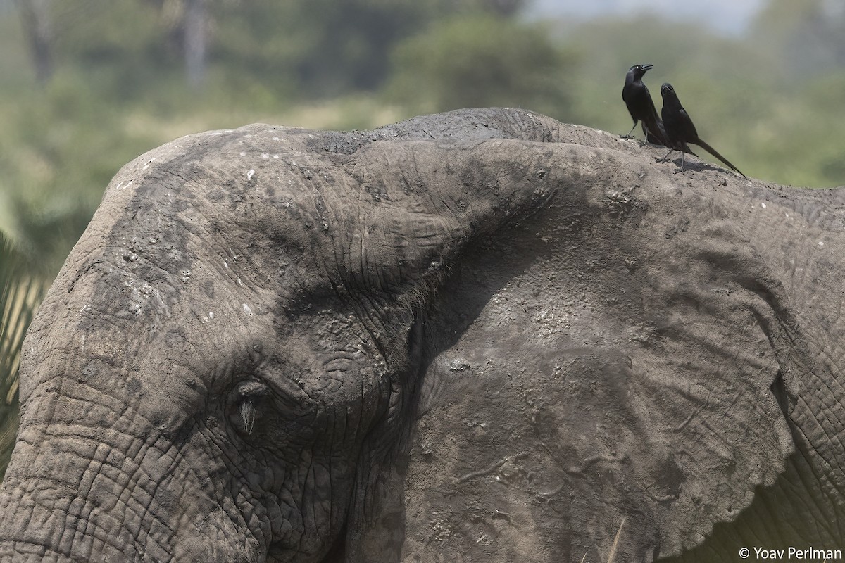 Африканская сорока - ML647410402