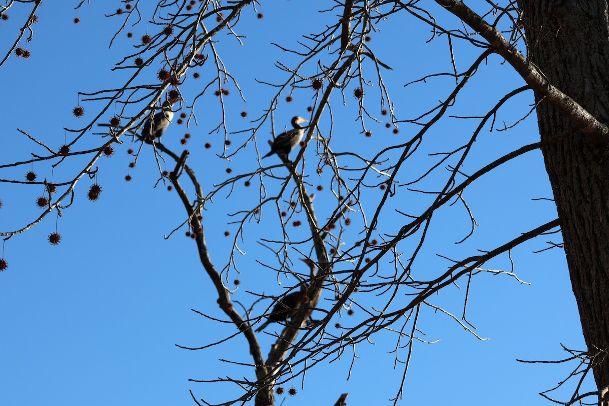 Ушастый баклан - ML647410404