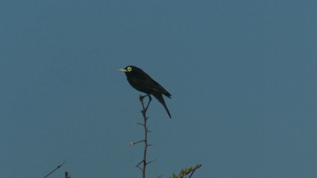 Spectacled Tyrant - ML647410409