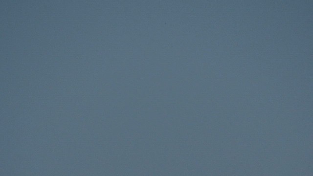 Spectacled Tyrant - ML647410410