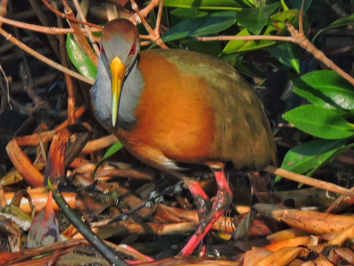 Russet-naped Wood-Rail - ML647410411