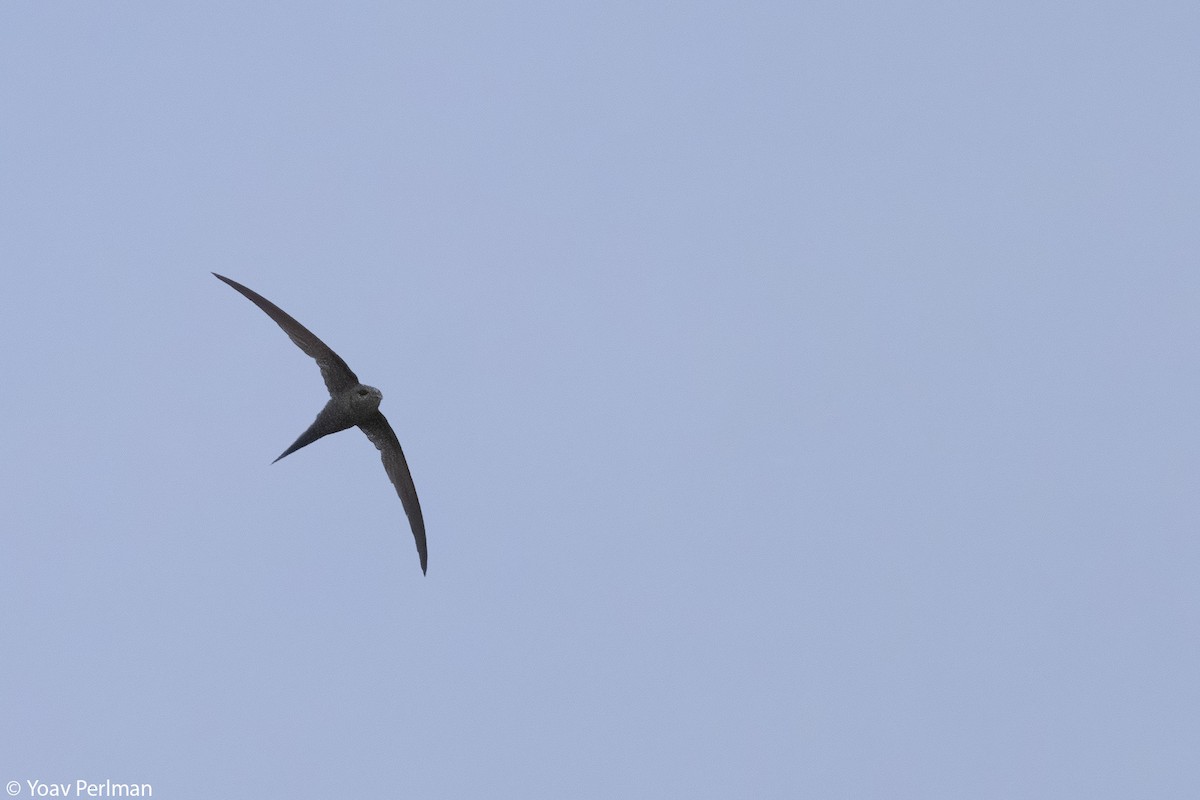 Scarce Swift - ML647410412