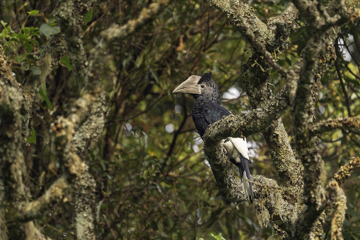 Kır Yanaklı Boynuzgaga - ML647410415