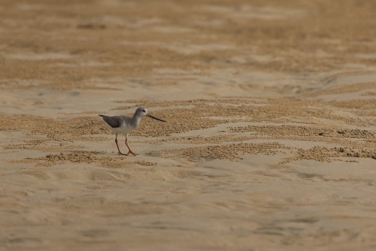 ביצנית אפורה - ML647410417