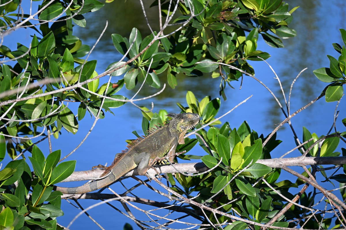 Iguane vert - ML647410450