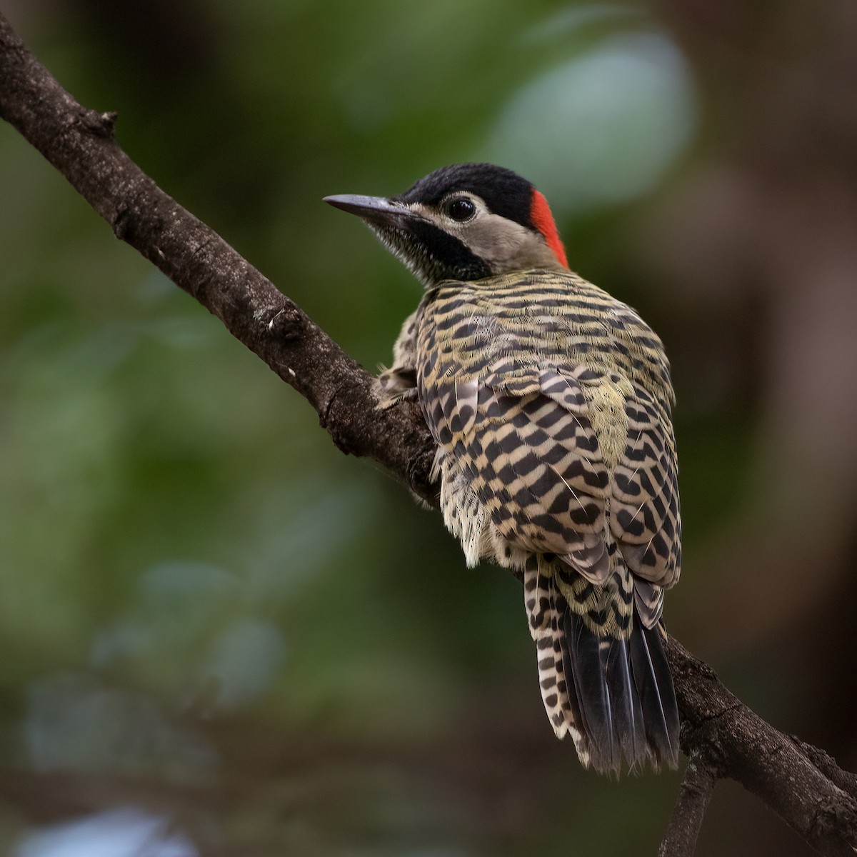 Декол плямистоволий - ML647410463