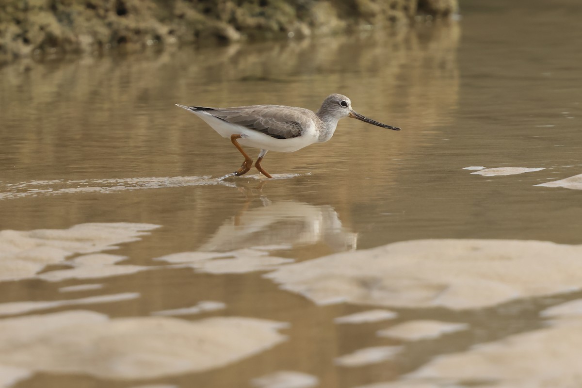 ביצנית אפורה - ML647410482