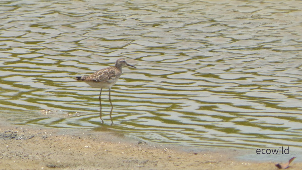 vodouš bahenní - ML647410488