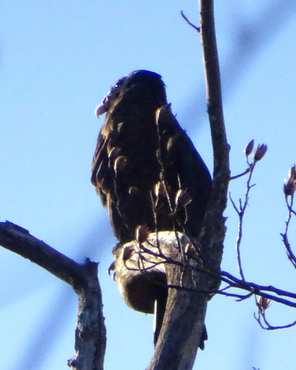 Turkey Vulture - ML647410489