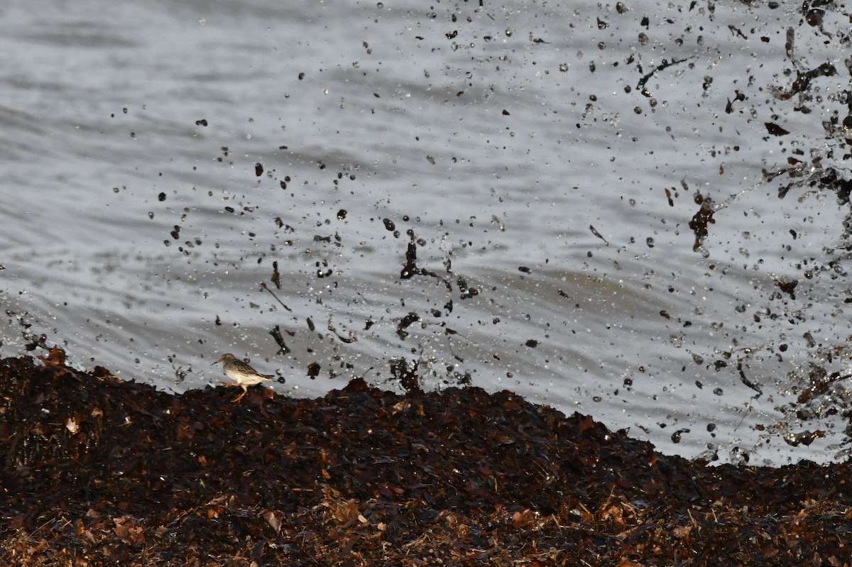 jespák mořský - ML647410496