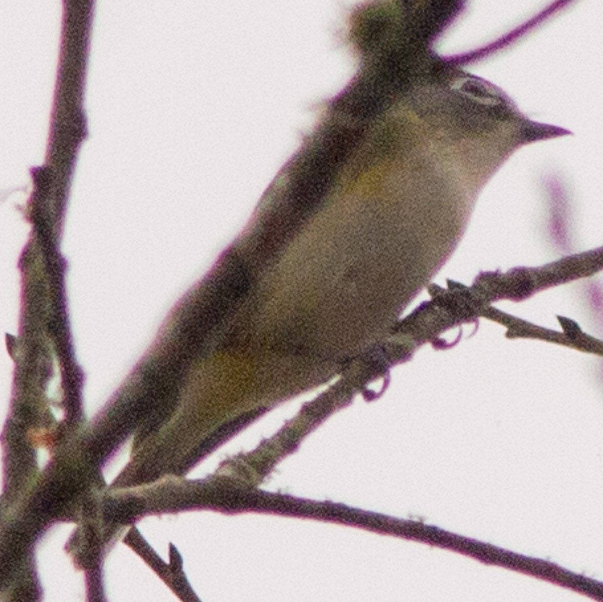 zelenáček brýlový - ML647410509