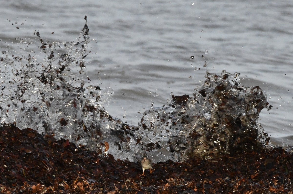 jespák mořský - ML647410512