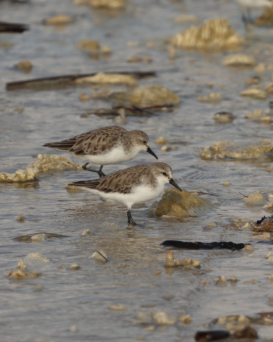Red-necked Stint - ML647410517