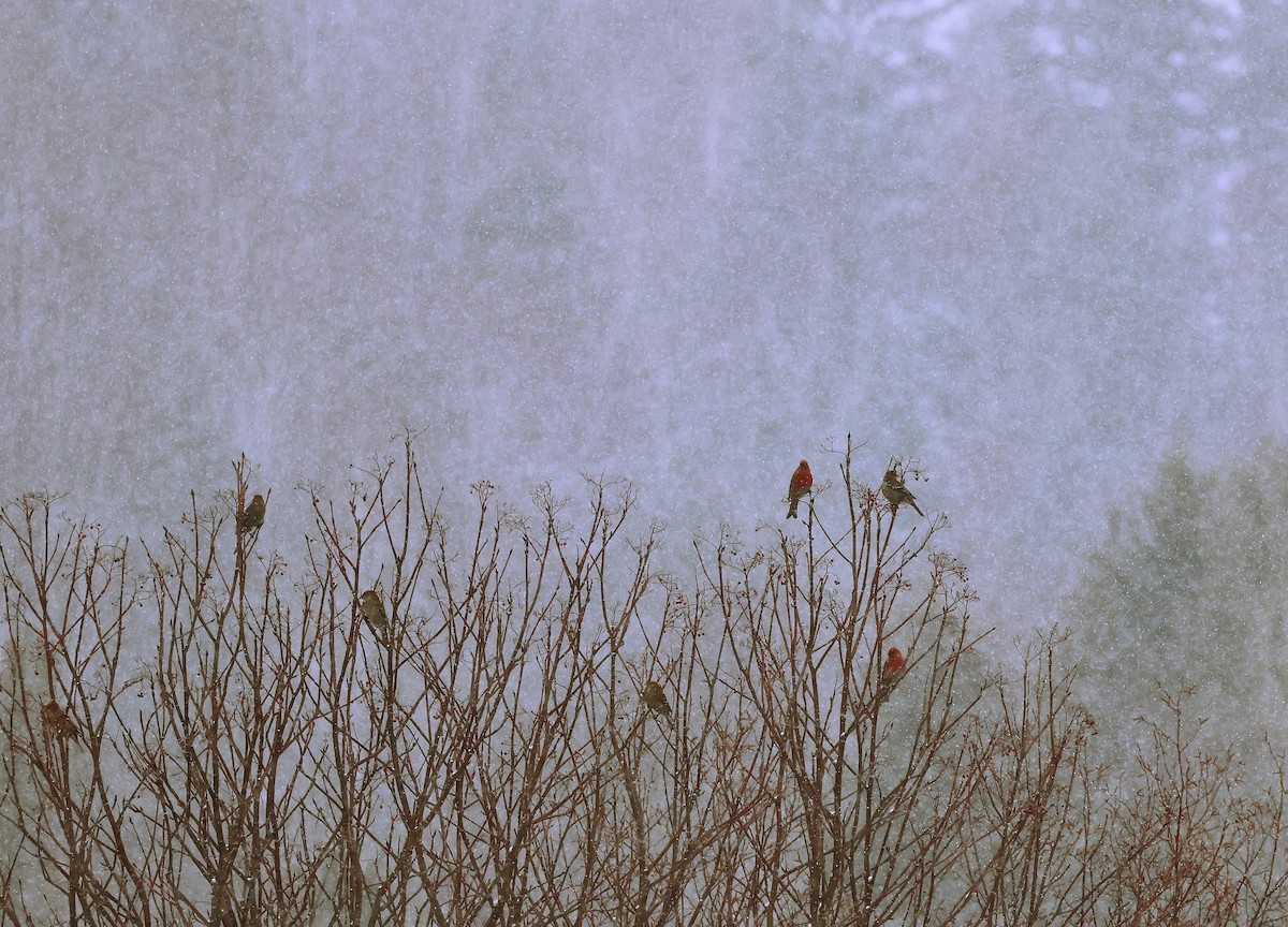 Смеречник тайговий - ML647410529